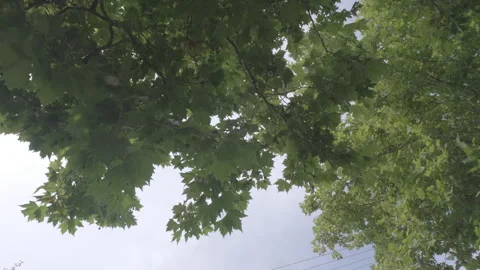 Moving under a tree looking to the sky Stock Footage 260167455