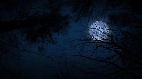 Moving Under Trees With Full Moon At Night Stock Footage 55107906