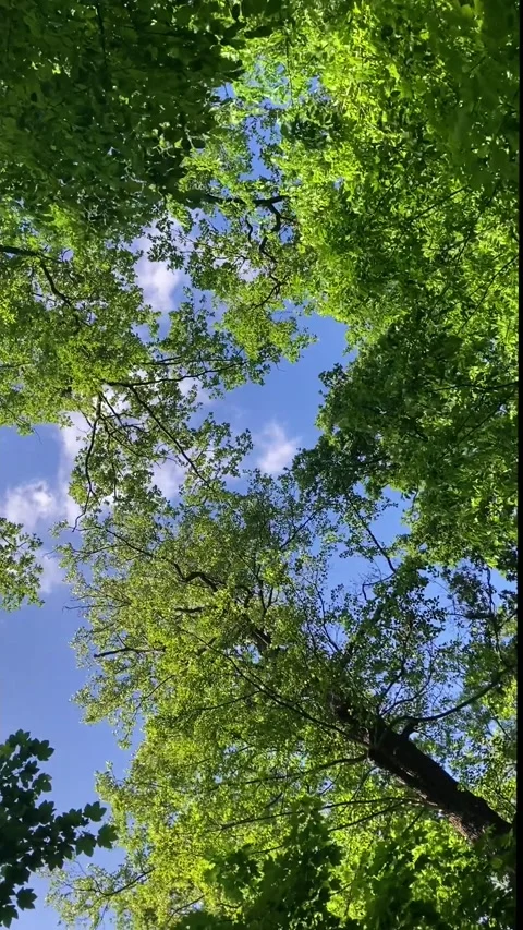 Moving under trees green leaves normal motion vertical Vidéo 340884972