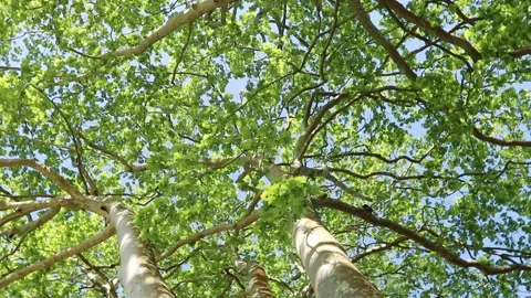 Moving under vertiginous tall plane tree... | Stock Video | Pond5