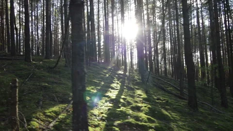 Moving uphill in deep pine-spruce forest opposite the sun Pov Shot Stock Footage 95919594