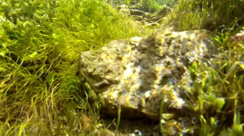 Moving upstream underwater shot Stock Footage 30353000