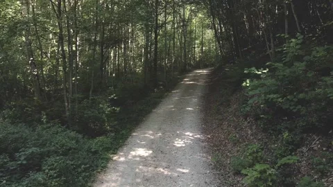 Moving upwards in deciduous forest Stock Footage 282641048
