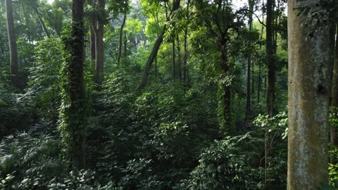 Moving Video Through a Beautiful Summer Forest. Stock Footage 267843972
