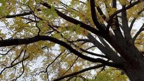 Moving View Into the Autumn Crown of a Large leafy Tree. Autumn Mood. Stock Footage 263912778