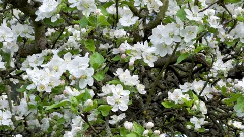 Moving View Of Blossoming Fruit Tree Wind moves The Branches Spring Time Stock Footage 274453355