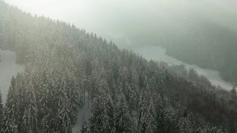 Moving view of coniferous woods in snow Stock Footage 102722101