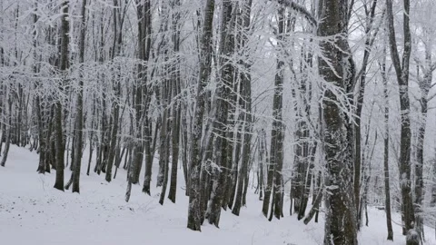 Moving view on forest in winter 스톡 동영상 169999343