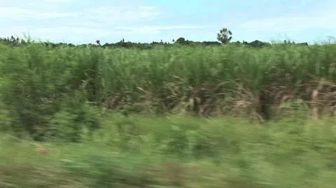 Moving View of A Sugar Cane Field 스톡 동영상 19029785