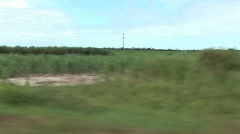 Moving View of A Sugar Cane Field 3 Stockbeeldmateriaal 19029943