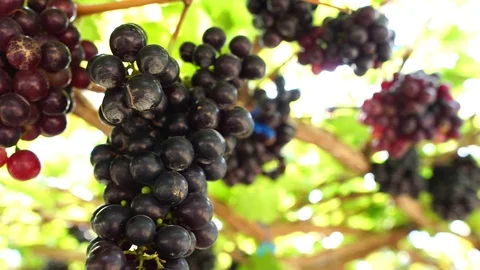 Moving view in the vineyard  Stock Footage 122632784