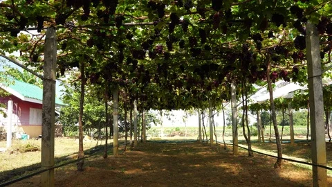 Moving view in the vineyard  Stock Footage 122633604