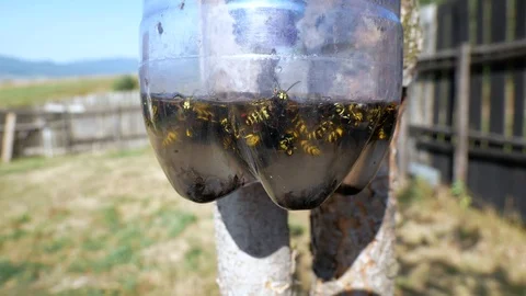 Moving wasps and common flies in a plastic bottle trap Stock Footage 116011668