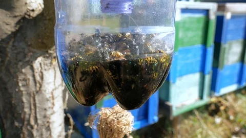 Moving wasps and common flies in front of beehives in a plastic bottle trap Stock Footage 116011669