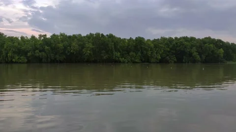 Moving water in a huge lake in front of a deep green forest with tall trees i Stock Footage 137525646