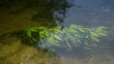 Moving water plants Stock Footage 11478206