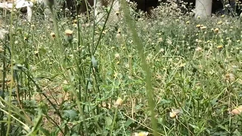 Moving on weed field Stock Footage 125181311