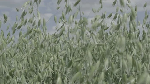 Moving wheats Video stock 151865363