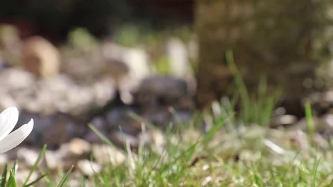 Moving white crocus closeup Video stock 73938253