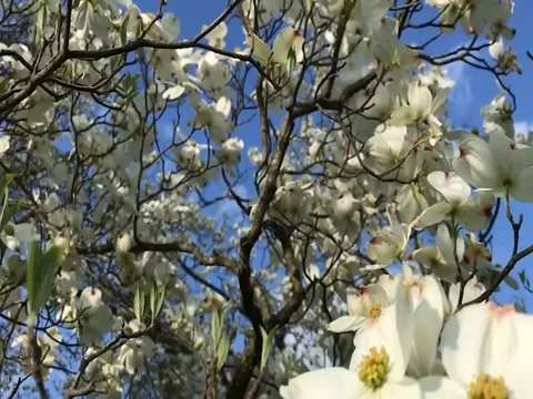 Moving up white dogwood tree 스톡 동영상 74740506