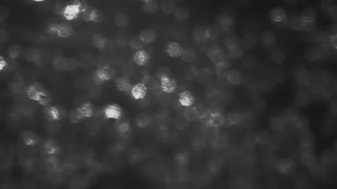 Moving white dot scattered on black background Stock Footage 238046939