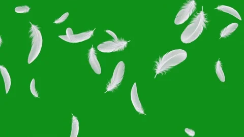 Moving white feathers motion graphics with green screen background Video stock 347211798