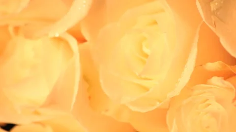 Moving white rose petal super close-up Stock Footage 74091394