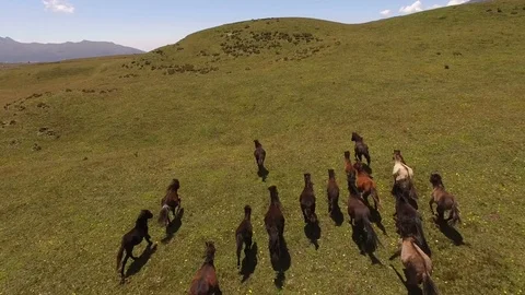 Moving with the Wild Horses Stock Footage 77735388
