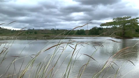 Moving wildplant in wind. Stock Footage 242698940