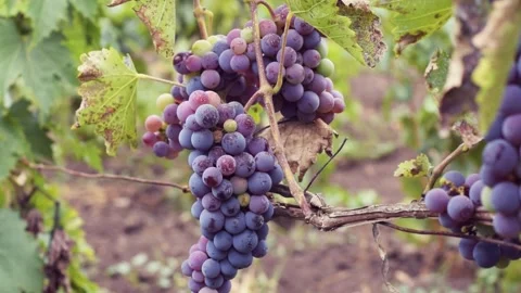 Moving in the wind unpicked grapes hanging from the grapevine  Stock Footage 164301730