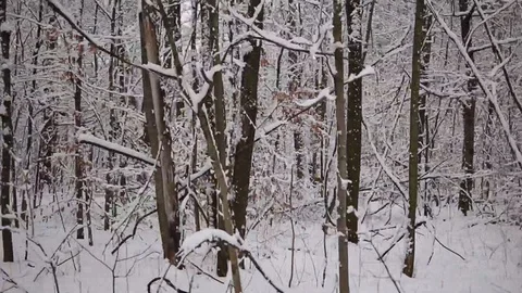 Moving Winter Forest Stock Footage 129714332