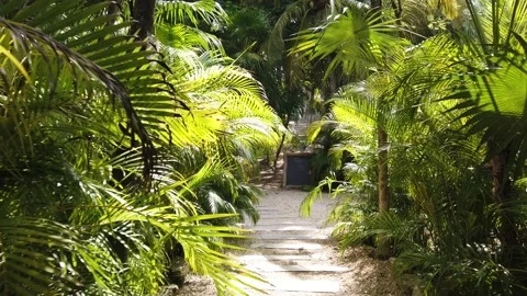 Moving into the woods full of palm trees Vídeo Stock 150932420