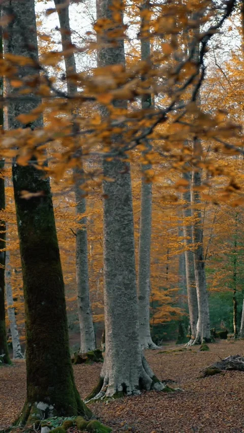 Moving In The Woods Through The Tree Trunks Stock Footage 284153702