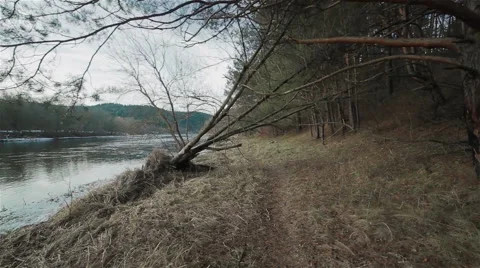 Moving between the trees along the river Stock Footage 46440786