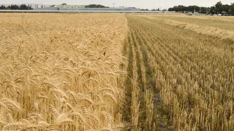 Mow the field 動画素材 135507274