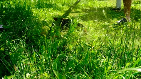 Mow the grass in the garden. Selective focus. Stock Footage 313342949