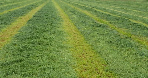 Mow meadow with fresh grass Stock Footage 144415731