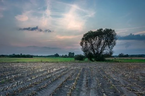 Mowed corn field, tree and evening sky Stock Photos