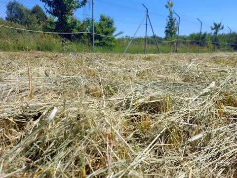 Mowed Dry Grass in Open Field Under Clear Blue Sky Showcasing Natures Beauty Stock Photos