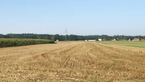 Mowed field after harvest next to growing corn on sunny day Stock Footage 343540697