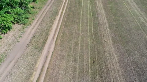 Mowed field of wheat Stock Footage 164983499