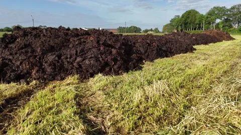 Mowed Grass Field With Long Row of Manure in Rural Area Stock Footage 277068010