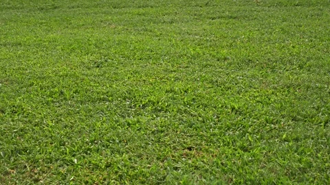 Mowed Grass Lawn Stock-Footage 98014255