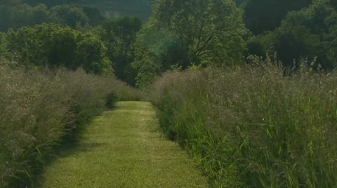 Mowed grass path Stock Footage 24640501