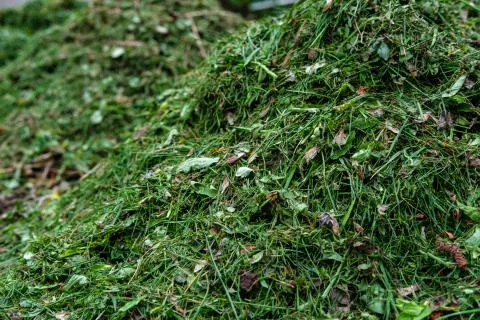 Mowed grass. Stock Photos