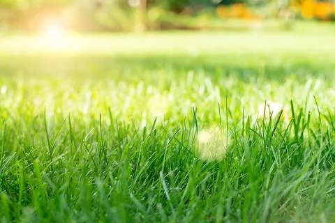 Mowed green backyard grass under trees closeup view Stock Photos
