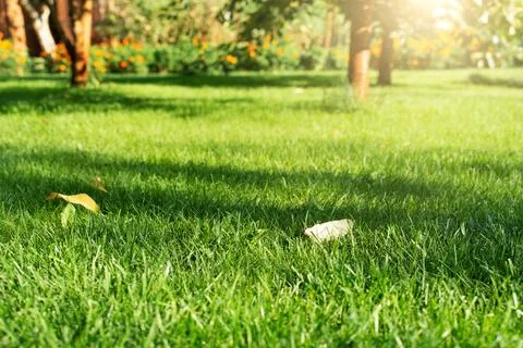 Mowed green backyard grass under trees closeup view Stock Photos