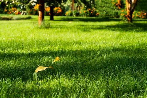 Mowed green backyard grass under trees closeup view Stock Photos