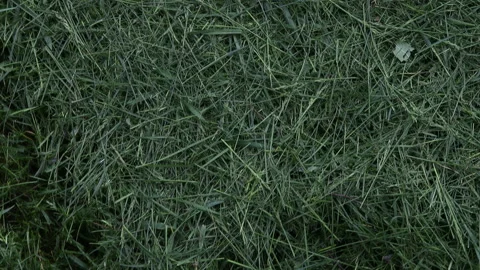 Mowed lawn with a gas string trimmer in the garden or in the backyard. Close up Stock Footage 195294657