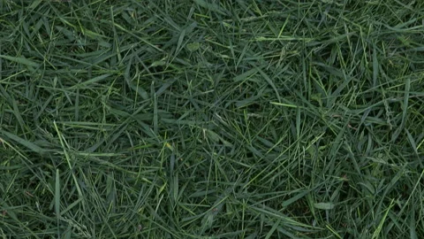 Mowed lawn with a gas string trimmer in the garden or in the backyard. Stock Footage 195294840